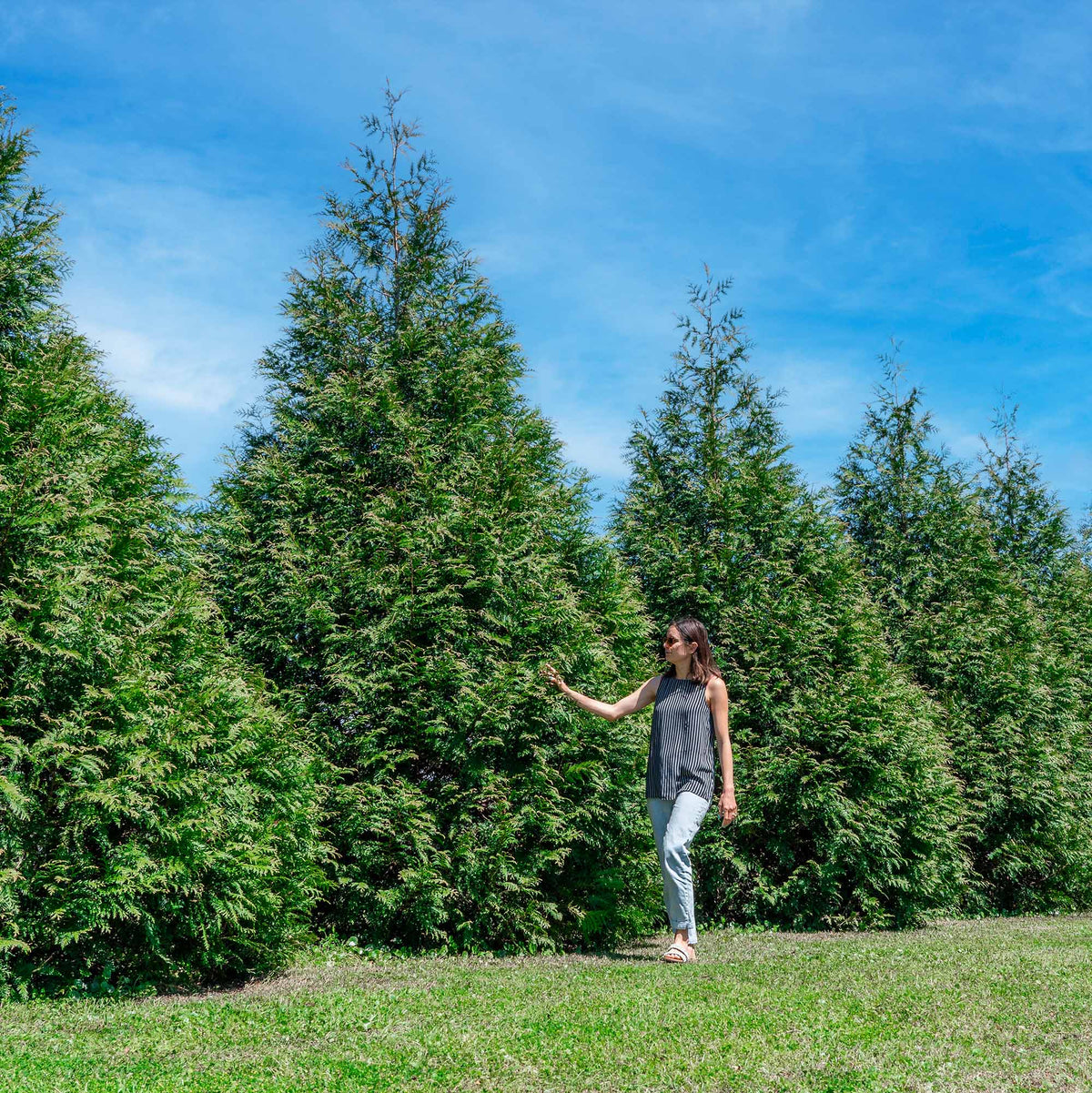 Thuja Green Giant Arborvitae Privacy Hedge Spacing Guide