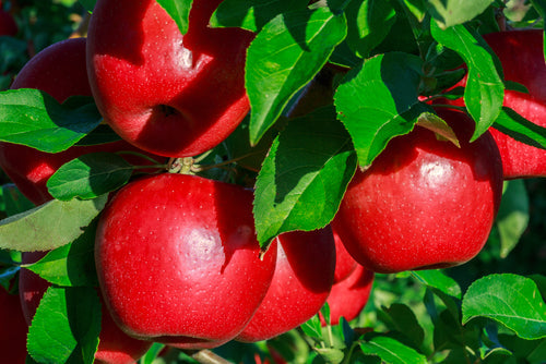 Best Fast-Growing Fruit and Nut Trees by USDA Hardiness Zone