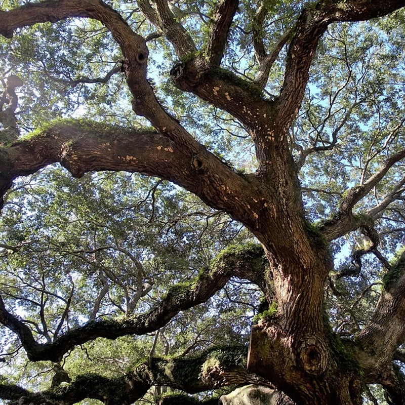 How to Plant and Establish Container-Grown Nursery Trees