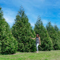 Thuja Green Giant Arborvitae (3–4 ft Fast-Growing Privacy Tree)