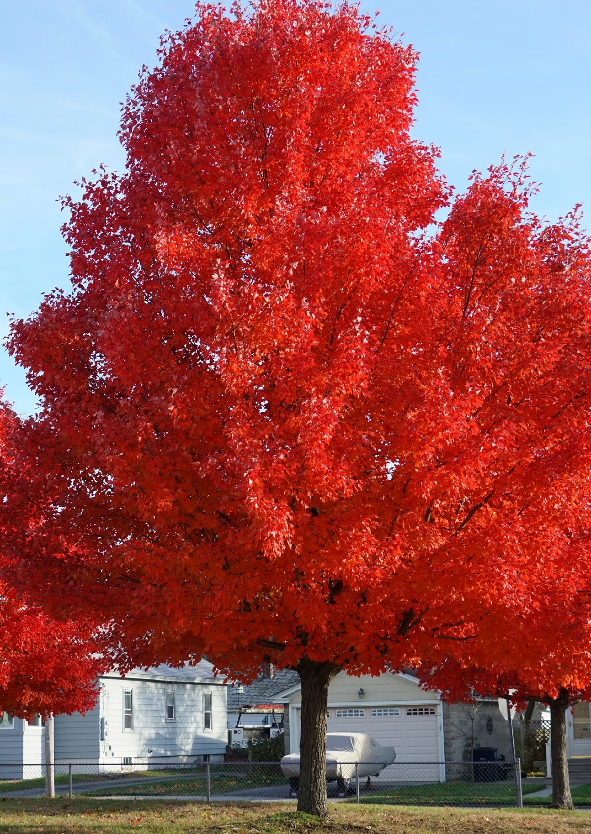 Red Maple Shade Tree (5–6 ft Fast-Growing Fall Foliage Tree)