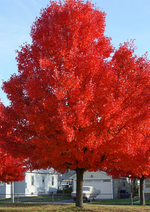 Autumn Blaze Red Maple Tree for sale – 5–6 ft Fast-Growing Fall Foliage Tree, USDA Zones 3–9 – American Tree Nursery Direct