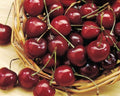Bing Sweet Cherry Tree (4–5 ft Branched Standard Tree)
