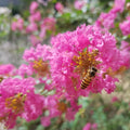Tuscarora Crape Myrtle Flowering Tree (4–5 ft Blooming Landscape Tree)
