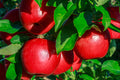 Honeycrisp Apple Tree (4–5 ft Branched Semi-Dwarf Tree)