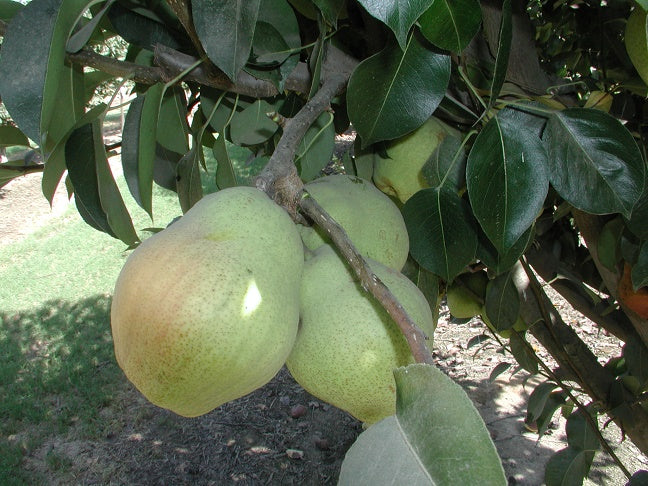 Kieffer Pear Tree (5–6 ft Branched Standard Tree)