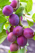 Methley Plum Tree (5–6 ft Branched Tree / 3-Gal Spec)