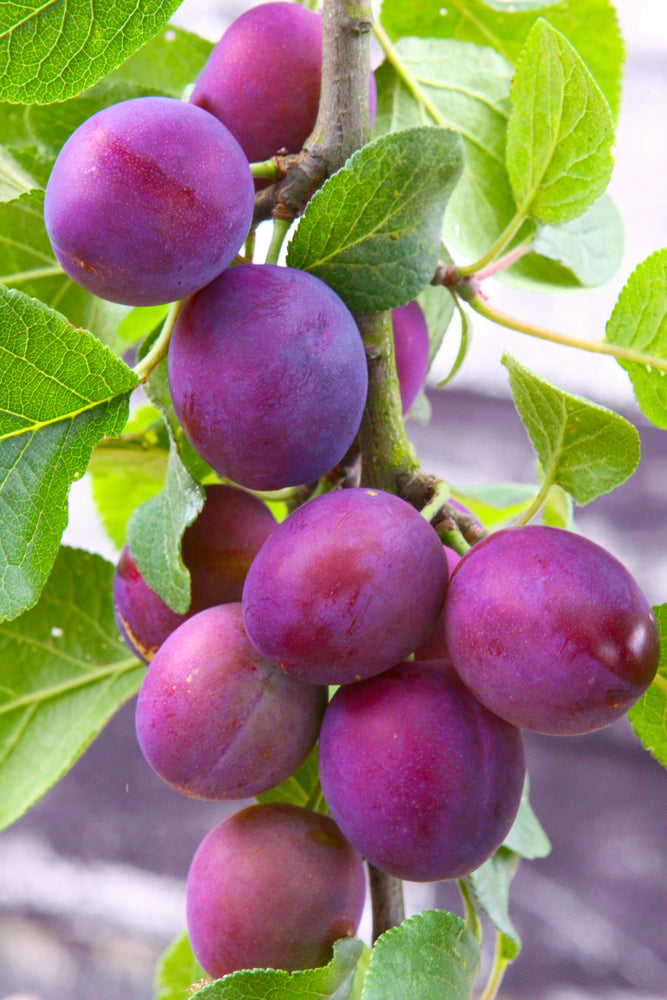 Methley Plum Tree (5–6 ft Branched Tree / 3-Gal Spec)