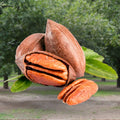 Desirable Paper-Shell Pecan Tree (4–5 ft Grafted Nut Tree)