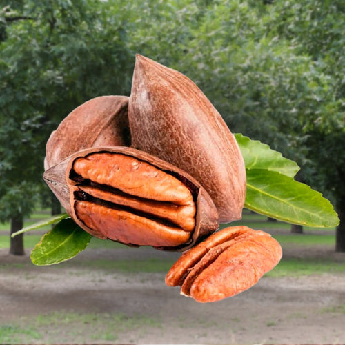 Desirable Paper-Shell Pecan Tree (4–5 ft Grafted Nut Tree)