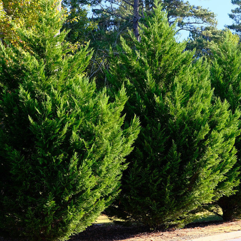 Leyland Cypress Privacy Tree (3–4 ft Fast-Growing Evergreen Screen)