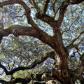 Southern Live Oak Tree (4–5 ft Branched Shade Tree)