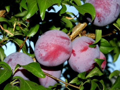 Santa Rosa Plum Tree (6–7 ft Branched Tree (3/4"–1" Caliper))