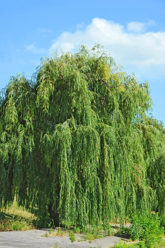 Weeping Willow Shade Tree (5–6 ft Fast-Growing Canopy Tree)