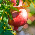 Wonderful Pomegranate Tree (4–5 ft / 3-Gal Fruiting Spec)