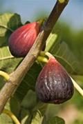 Brown Turkey Fig Tree (3–4 ft Rooted Container Tree)