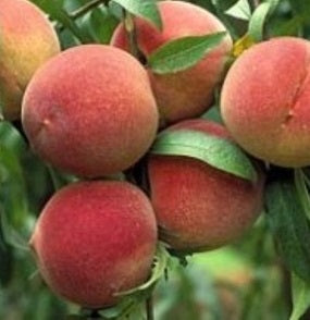 Elberta Freestone Peach Tree (4–5 ft Branched Standard Tree)