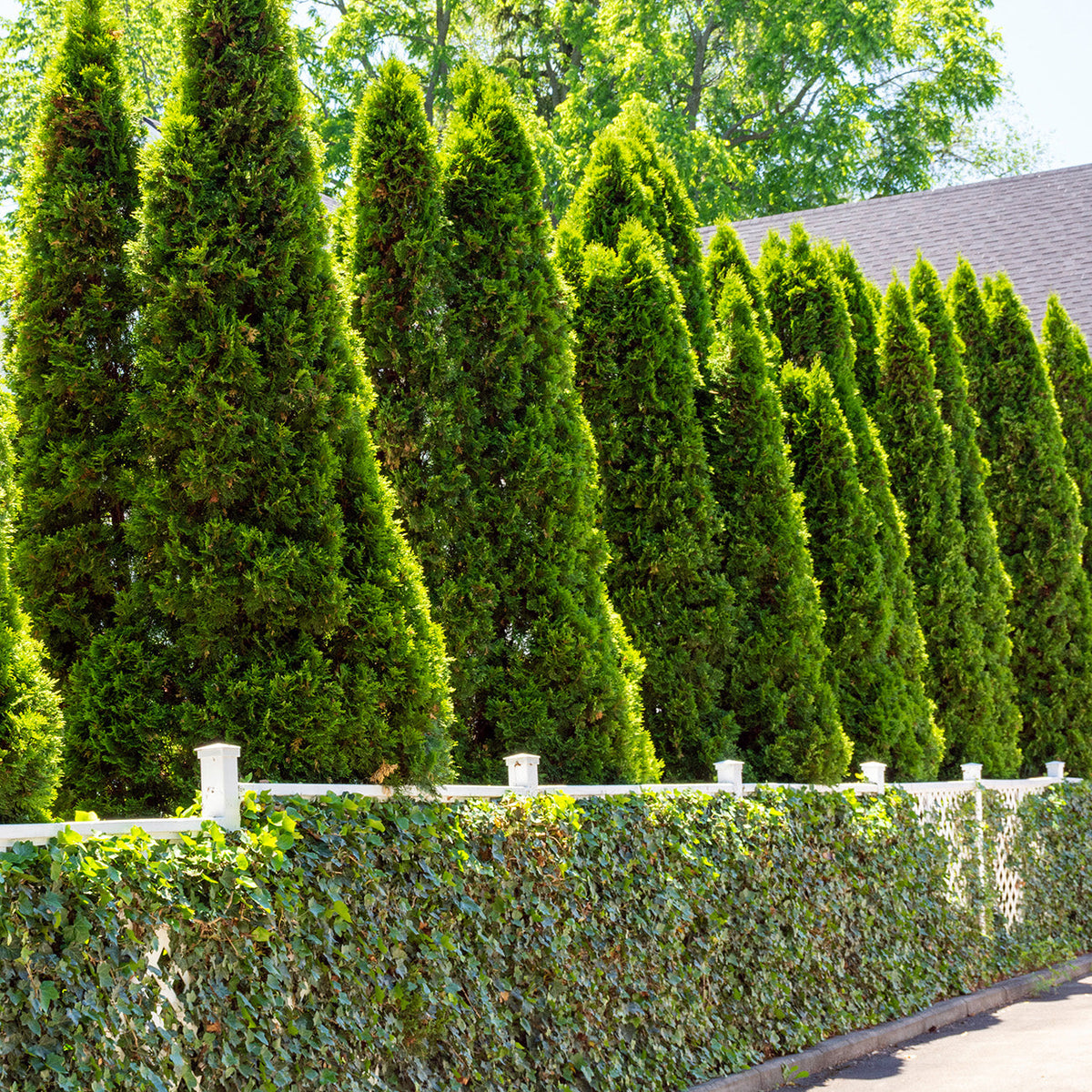 Emerald Green Arborvitae (3–4 ft Compact Privacy Column)