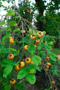 Fuyu Giant Persimmon Tree (4–5 ft Grafted Tree)